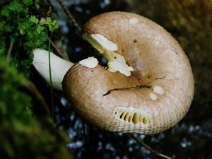 Klikni pro velký obrázek