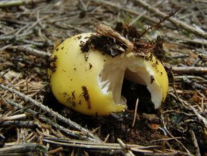 Klikni pro velký obrázek