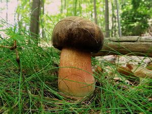 Klikni pro velký obrázek