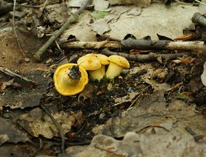 Klikni pro velký obrázek