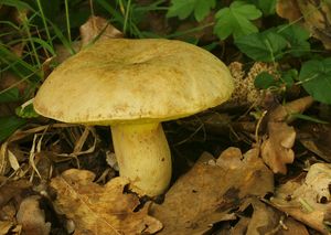 Klikni pro velký obrázek