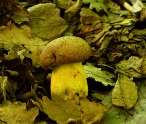 Klikni pro velký obrázek