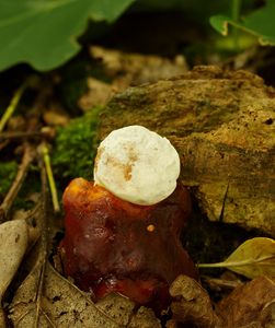 Lesklokorka lesklá - Ganoderma lucidum (Curtis) P. Karst. 1881