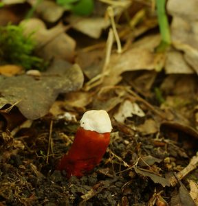 Lesklokorka lesklá - Ganoderma lucidum (Curtis) P. Karst. 1881