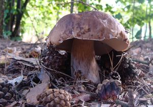 Klikni pro velký obrázek