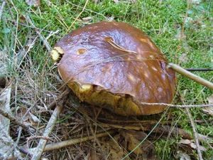 Klikni pro velký obrázek