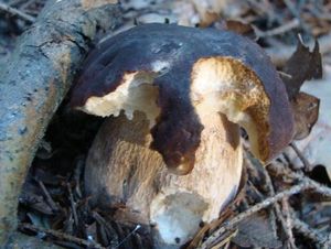 Klikni pro velký obrázek