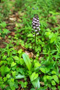 Klikni pro velký obrázek