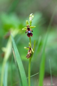 Tořič hmyzonosný (Ophrys insectifera L.)