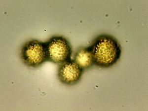 Nedohub zlatovýtrusý - Apiocrea chrysosperma (Tul.) Syd.