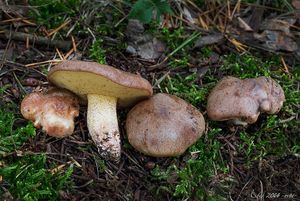 Klikni pro velký obrázek