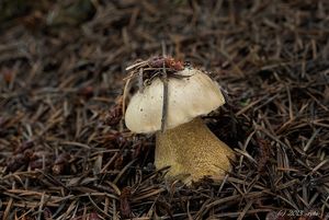 Klikni pro velký obrázek