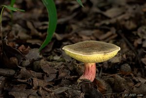 Klikni pro velký obrázek