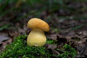 Klikni pro velký obrázek