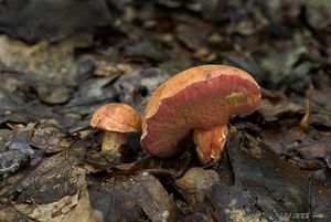 Klikni pro velký obrázek