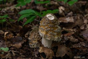 Klikni pro velký obrázek