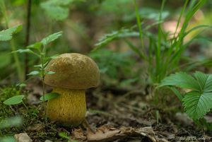 Klikni pro velký obrázek