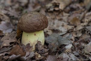 Klikni pro velký obrázek