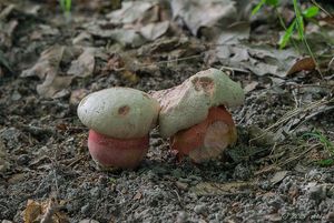 Klikni pro velký obrázek