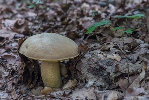 Klikni pro velký obrázek