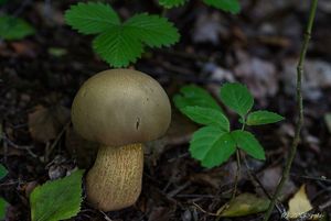 Klikni pro velký obrázek