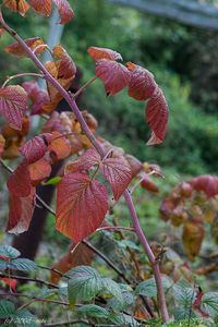 Maliník (Rubus idaeus)