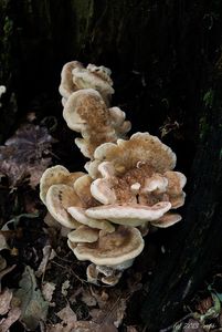 Klikni pro velký obrázek