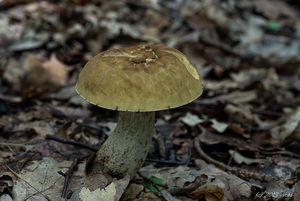 Klikni pro velký obrázek