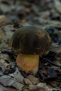 Klikni pro velký obrázek