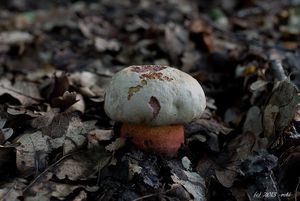 Klikni pro velký obrázek