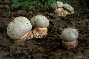 Klikni pro velký obrázek