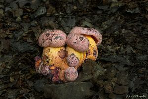 Klikni pro velký obrázek