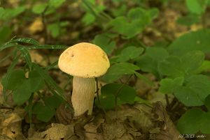 Klikni pro velký obrázek