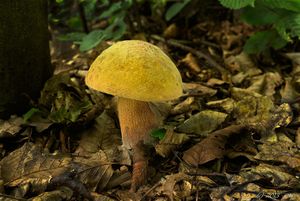 Klikni pro velký obrázek