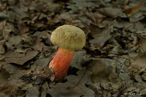 Klikni pro velký obrázek