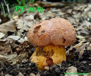 Klikni pro velký obrázek