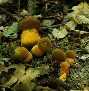 Klikni pro velký obrázek