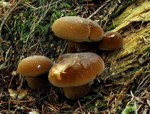 Klikni pro velký obrázek