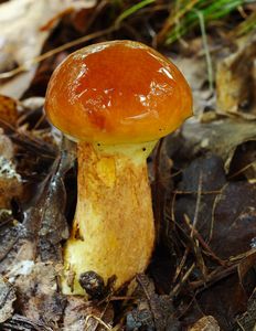 Klikni pro velký obrázek