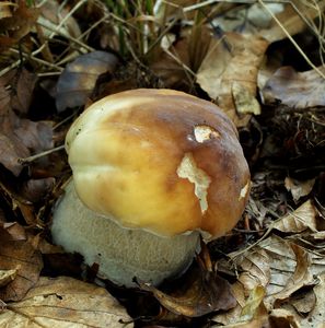 Hřib smrkový - Boletus edulis Bull. 1782