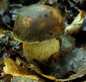 Klikni pro velký obrázek