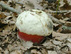 Klikni pro velký obrázek