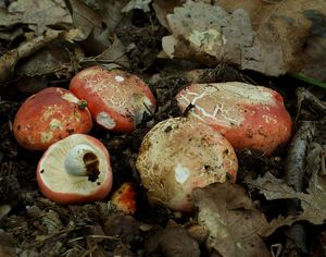 Klikni pro velký obrázek