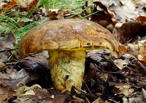 Klikni pro velký obrázek