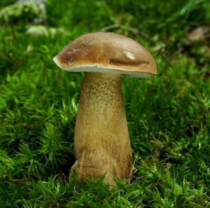 Klikni pro velký obrázek