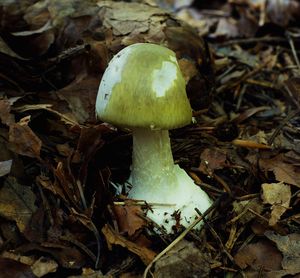 Klikni pro velký obrázek