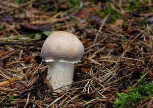 Klikni pro velký obrázek