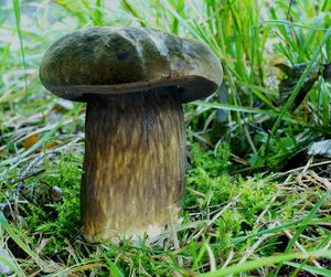 Klikni pro velký obrázek