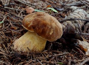 Klikni pro velký obrázek