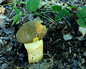 Klikni pro velký obrázek